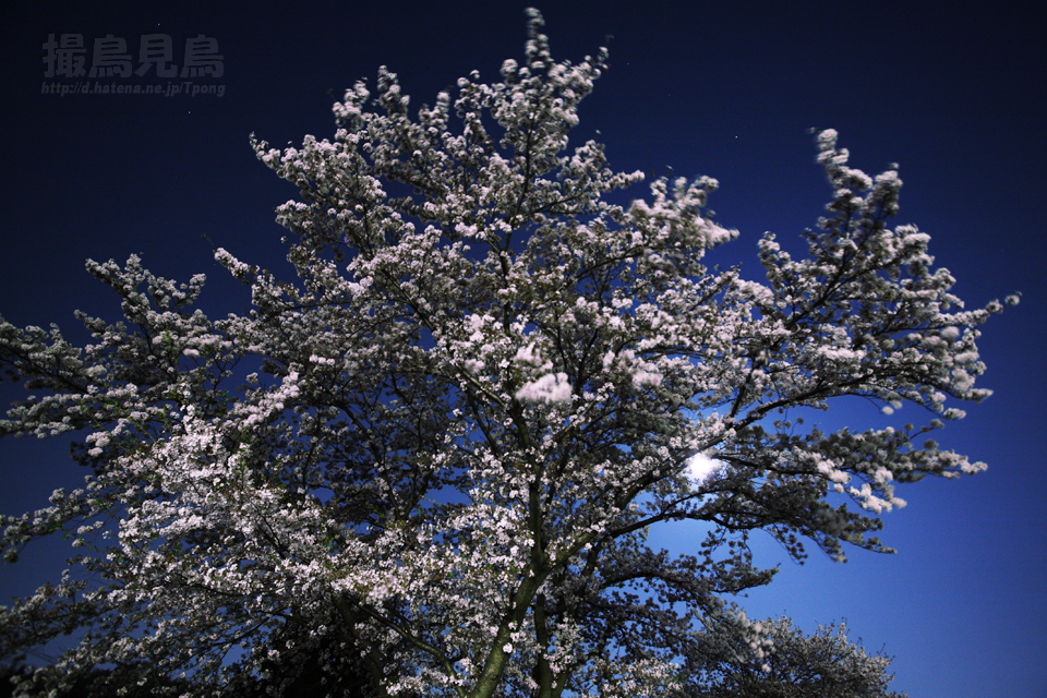 f:id:Tpong:20090409224016j:image:w320 f:id:Tpong:20090409224016j:image:w320