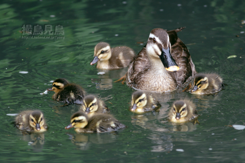 軽鴨 カルガモ 撮鳥見鳥 Toridori Midori その弐