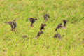 [野鳥][飛翔]稲穂に群がるスズメ