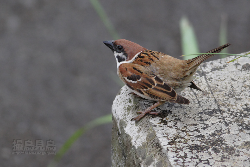 f:id:Tpong:20090908230848j:image:w640