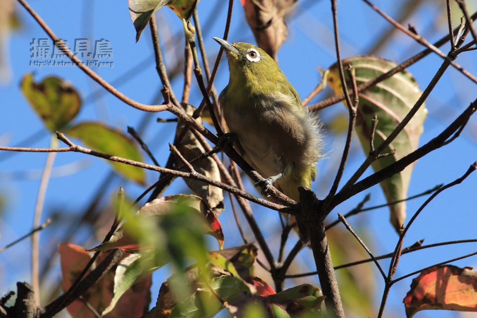 f:id:Tpong:20090920180201j:image:w640