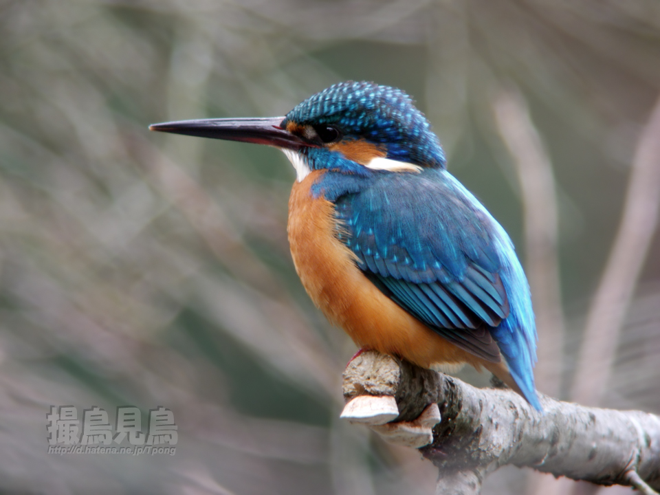 翡翠（カワセミ）♀ - 撮鳥見鳥 Toridori-Midori その弐