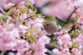 [野鳥][花＆メジロ]メジロも雨の中