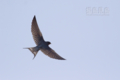 [野鳥][飛翔]ツバメが飛んだ