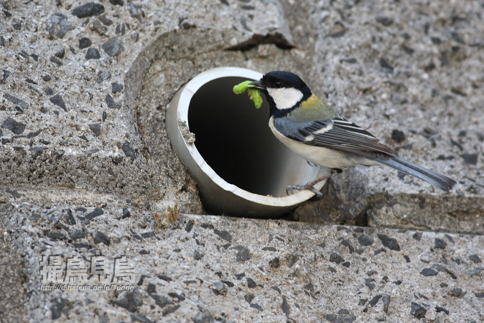 排水穴に巣をかけたシジュウカラ