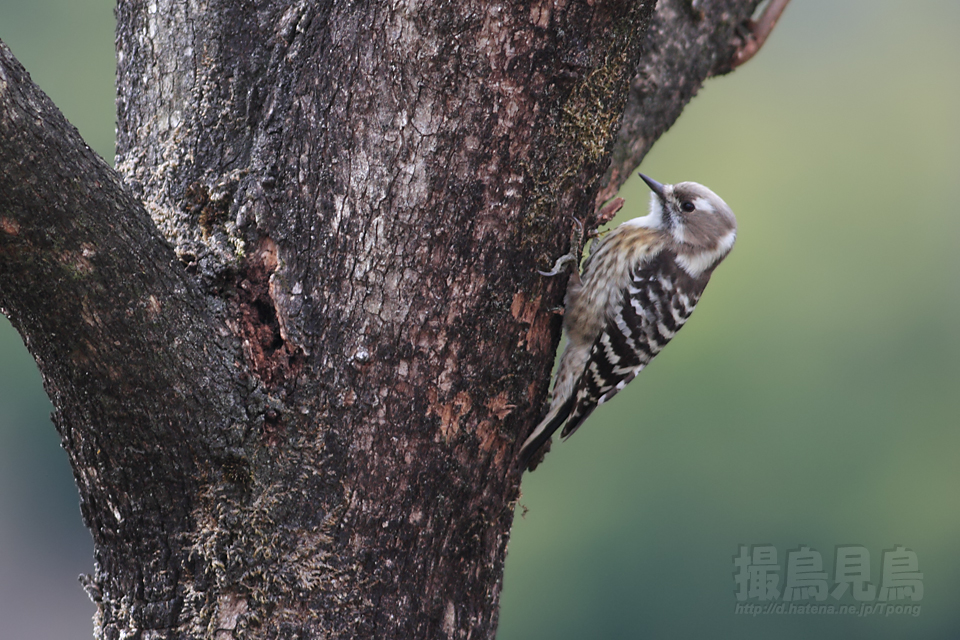f:id:Tpong:20101226234859j:image:w640