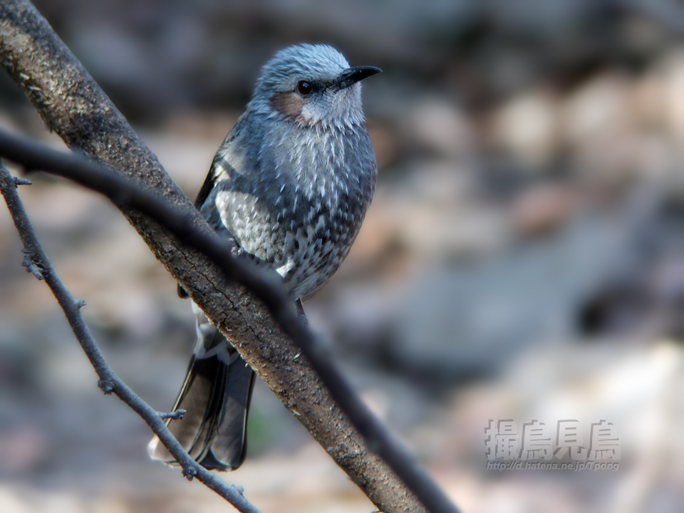 個別「[野鳥]ヒヨドリ」の写真、画像 - 撮鳥見鳥 fotolife