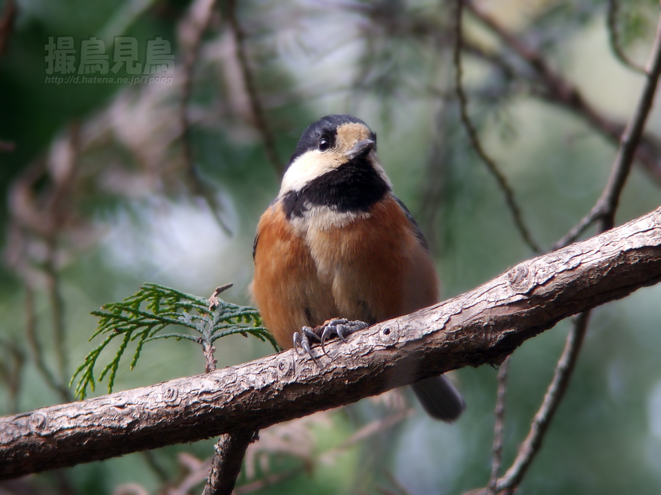 f:id:Tpong:20110201145902j:image:w640 f:id:Tpong:20110201145902j:image:w640