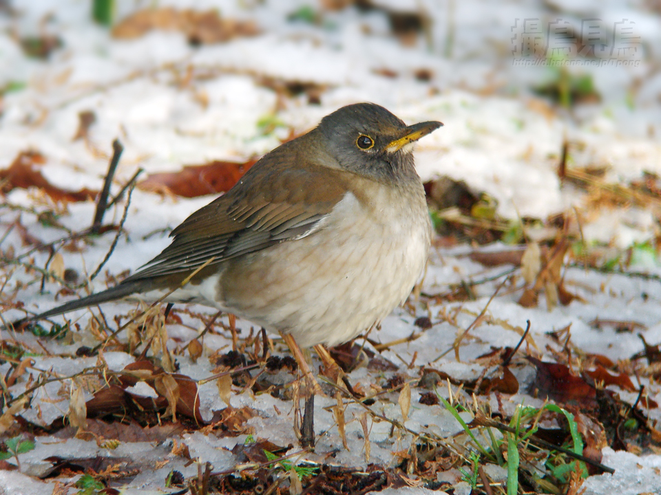 個別「[野鳥]シロハラ♂」の写真、画像 - 撮鳥見鳥 fotolife