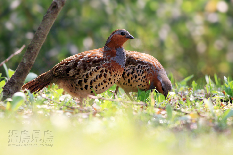 小綬鶏（コジュケイ）♂♀ - 撮鳥見鳥 Toridori-Midori その弐
