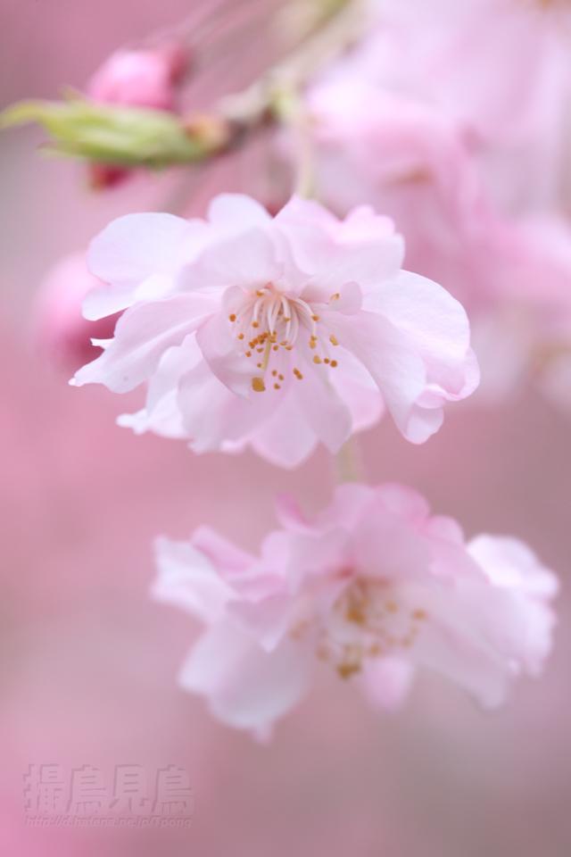 f:id:Tpong:20110410190222j:image:h640