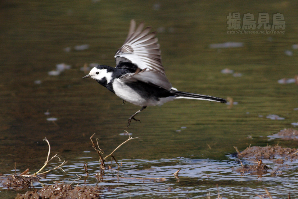 白鶺鴒（ハクセキレイ） 《亜種:ホオジロハクセキレイ》 - 撮鳥見鳥