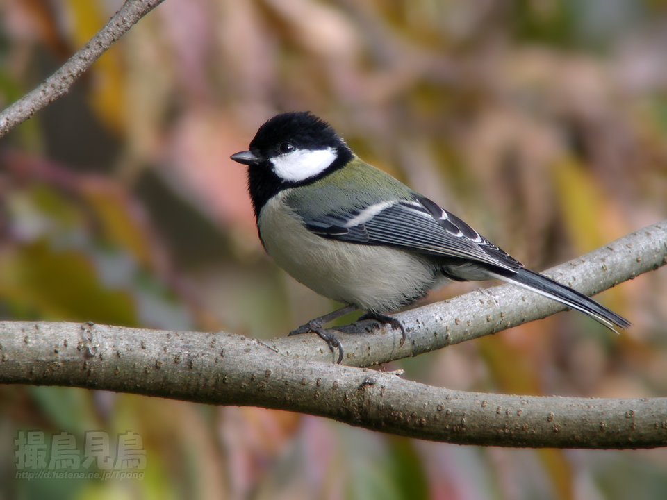 四十雀（シジュウカラ）♀ - 撮鳥見鳥 Toridori-Midori その弐