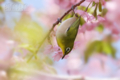 [野鳥][花＆メジロ]桜花に酔うメジロ