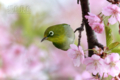 [野鳥][花＆メジロ]河津桜とメジロ