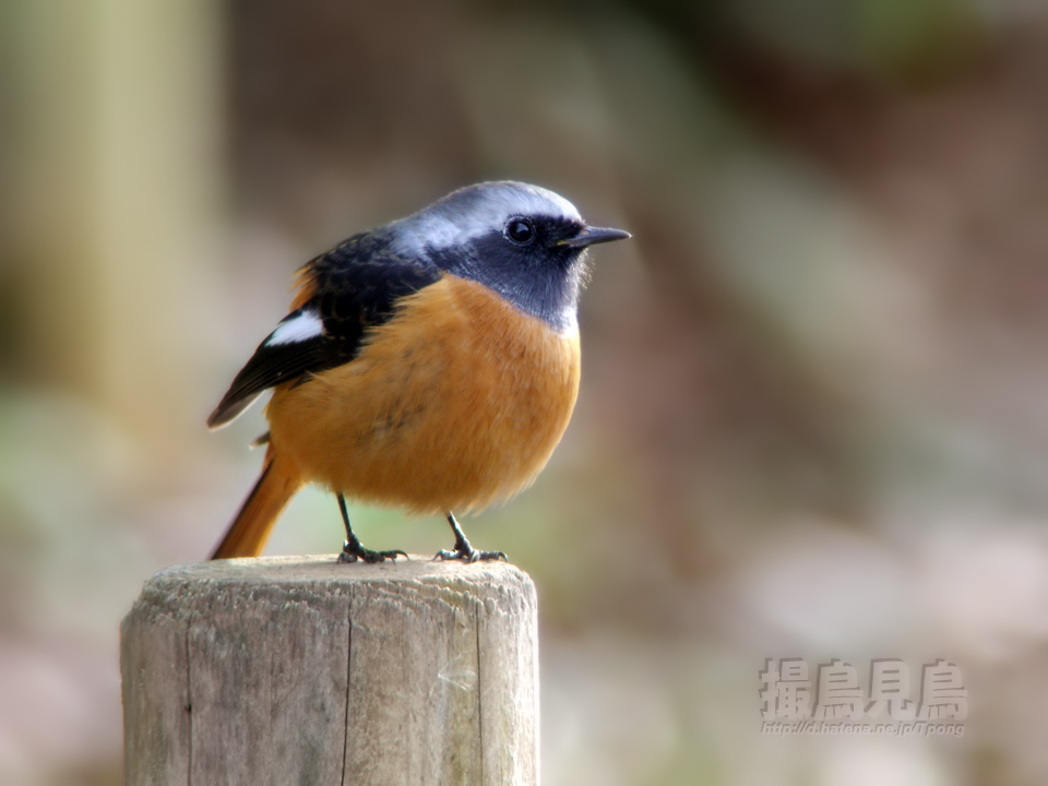 f:id:Tpong:20121024210516j:image:w640 f:id:Tpong:20121024210516j:image:w640