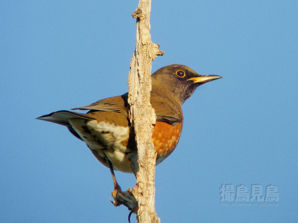 赤腹 アカハラ 撮鳥見鳥 Toridori Midori その弐