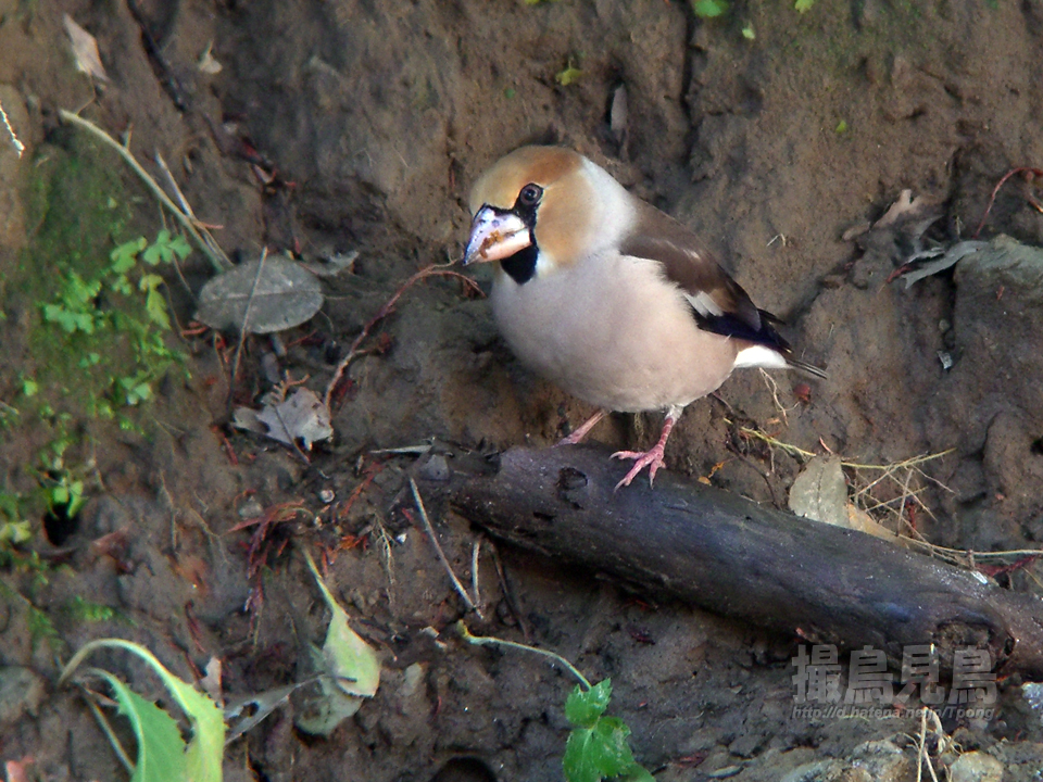 f:id:Tpong:20130110212942j:image:w640