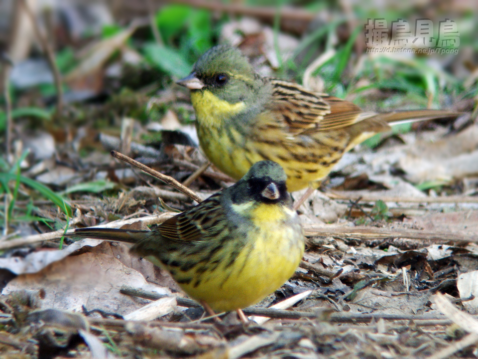 f:id:Tpong:20130210142702j:image:w640