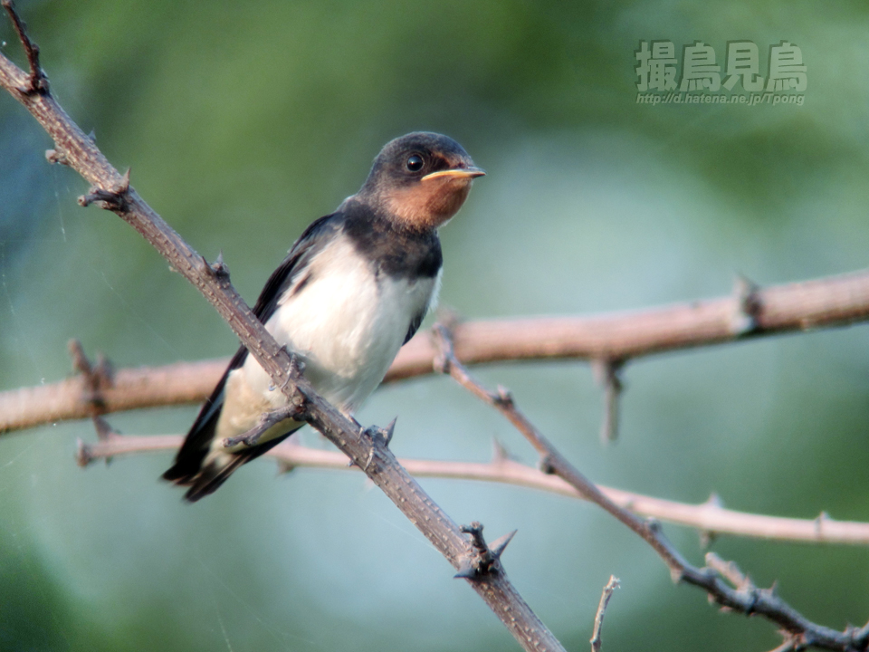 ツバメ幼鳥