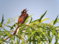 [野鳥]ホオジロ♂ 夏に歌えば