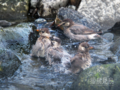 [野鳥]ムクドリの水浴