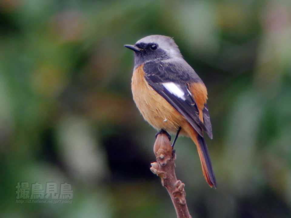 f:id:Tpong:20131206135734j:image:w640