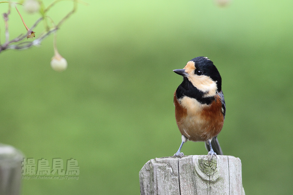 f:id:Tpong:20140915150335j:image:w640