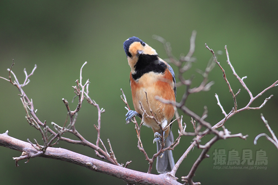 f:id:Tpong:20140915150336j:image:w640