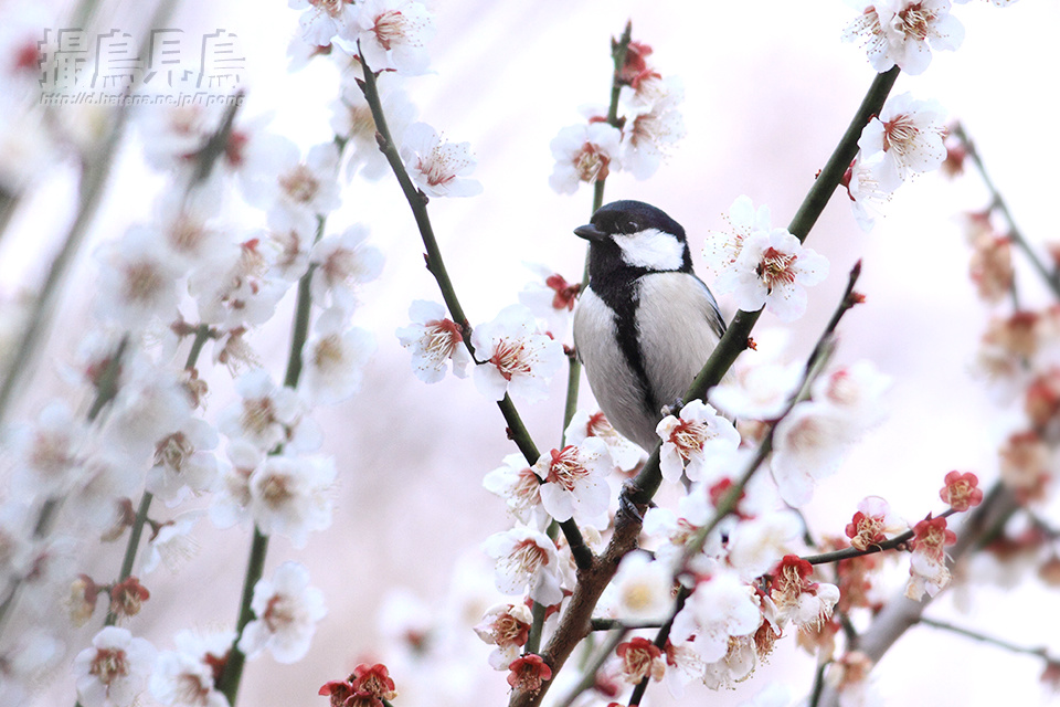 f:id:Tpong:20150318235632j:image:w640