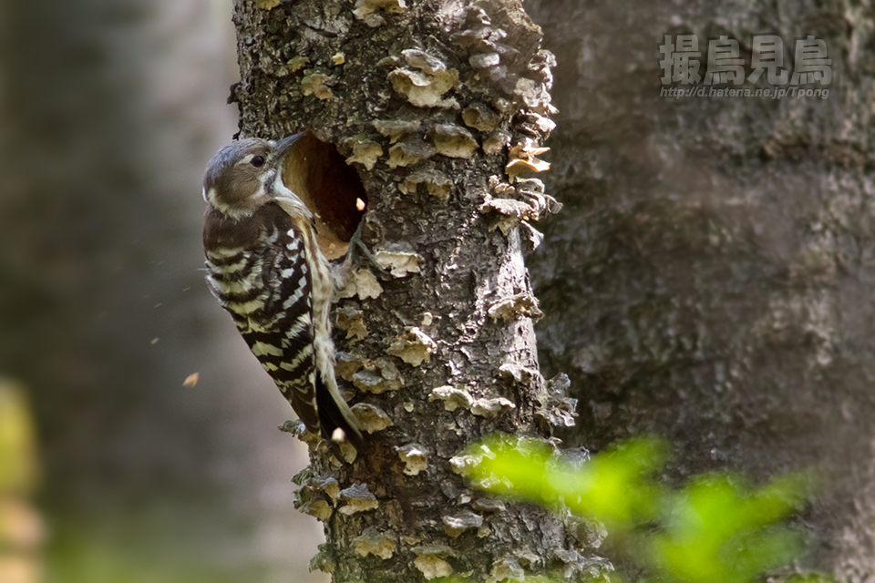 個別 野鳥 コゲラの巣作り の写真 画像 撮鳥見鳥 Fotolife