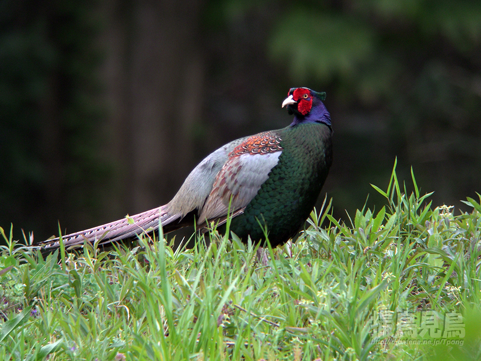 雉 キジ 撮鳥見鳥 Toridori Midori その弐