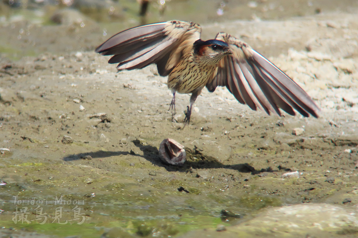 腰痛爺が腰赤燕に逢ったとさ 撮鳥見鳥 Toridori Midori その弐 腰痛爺が腰赤燕に逢ったとさ 撮鳥見鳥 Toridori Midori その弐