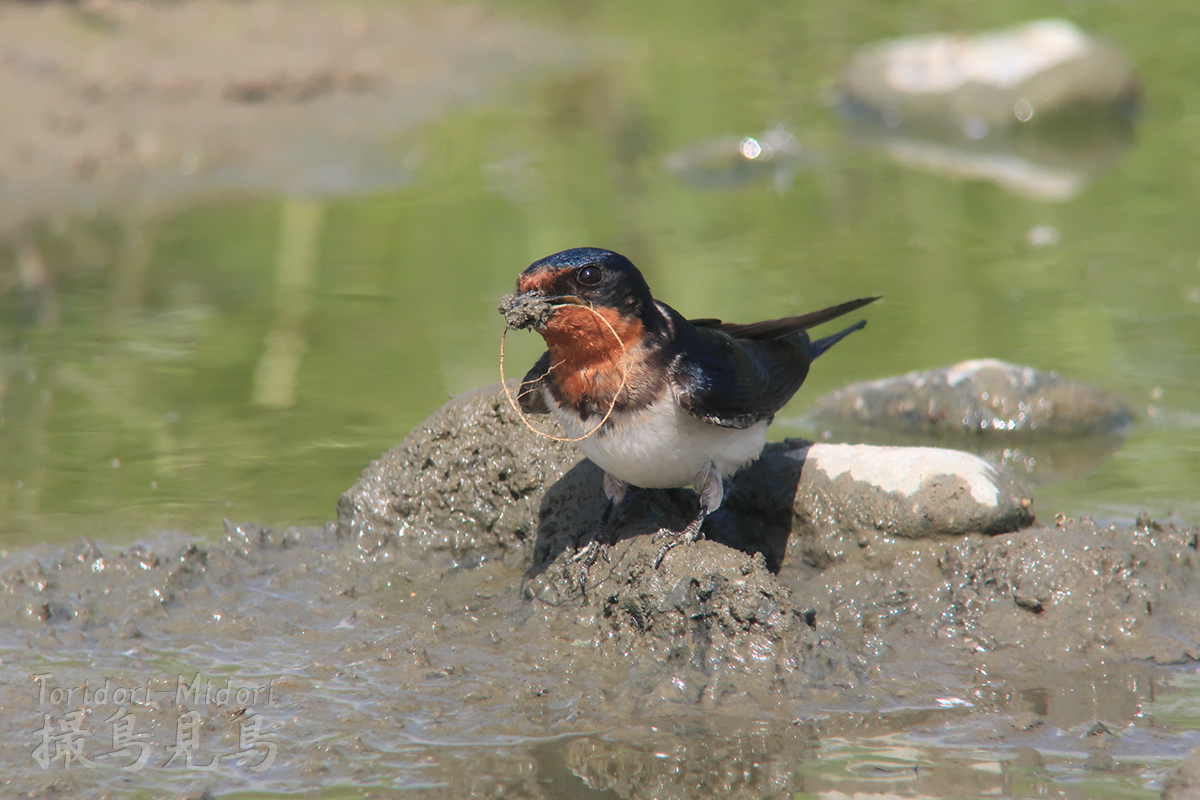 ツバメ撮影は体力維持のバロメーター 撮鳥見鳥 Toridori Midori その弐 ツバメ撮影は体力維持のバロメーター 撮鳥見鳥 Toridori Midori その弐