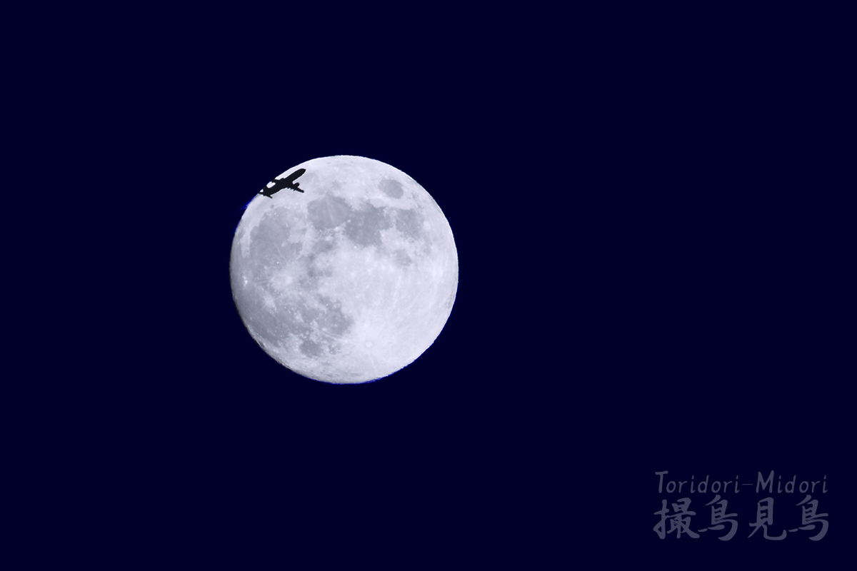  Fly Me To The Moon Fotolife