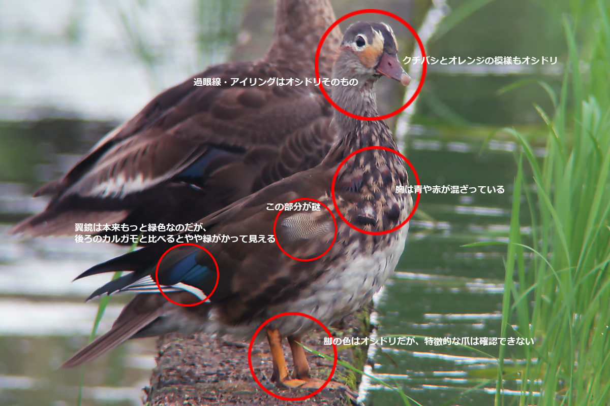 f:id:Tpong:20190704210651j:plain f:id:Tpong:20190704210651j:plain