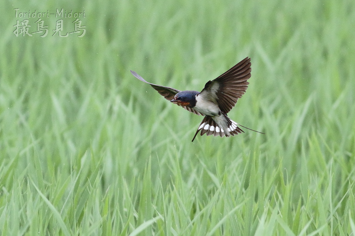 個別 野鳥 飛翔 若ツバメ エアブレーキ の写真 画像 撮鳥見鳥 Fotolife