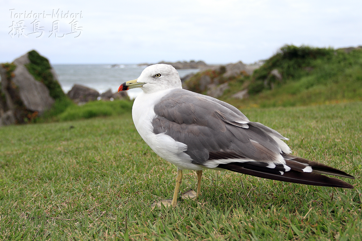 ウミネコはカメラ目線 撮鳥見鳥 Toridori Midori その弐