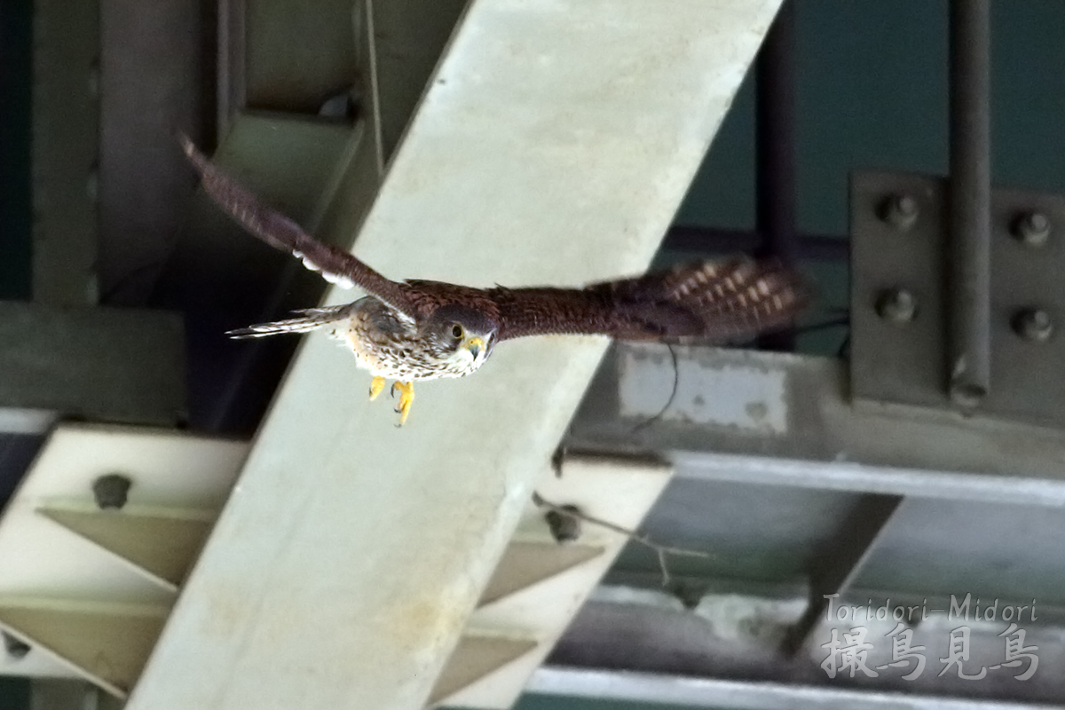 高架下のチョウゲンボウ02