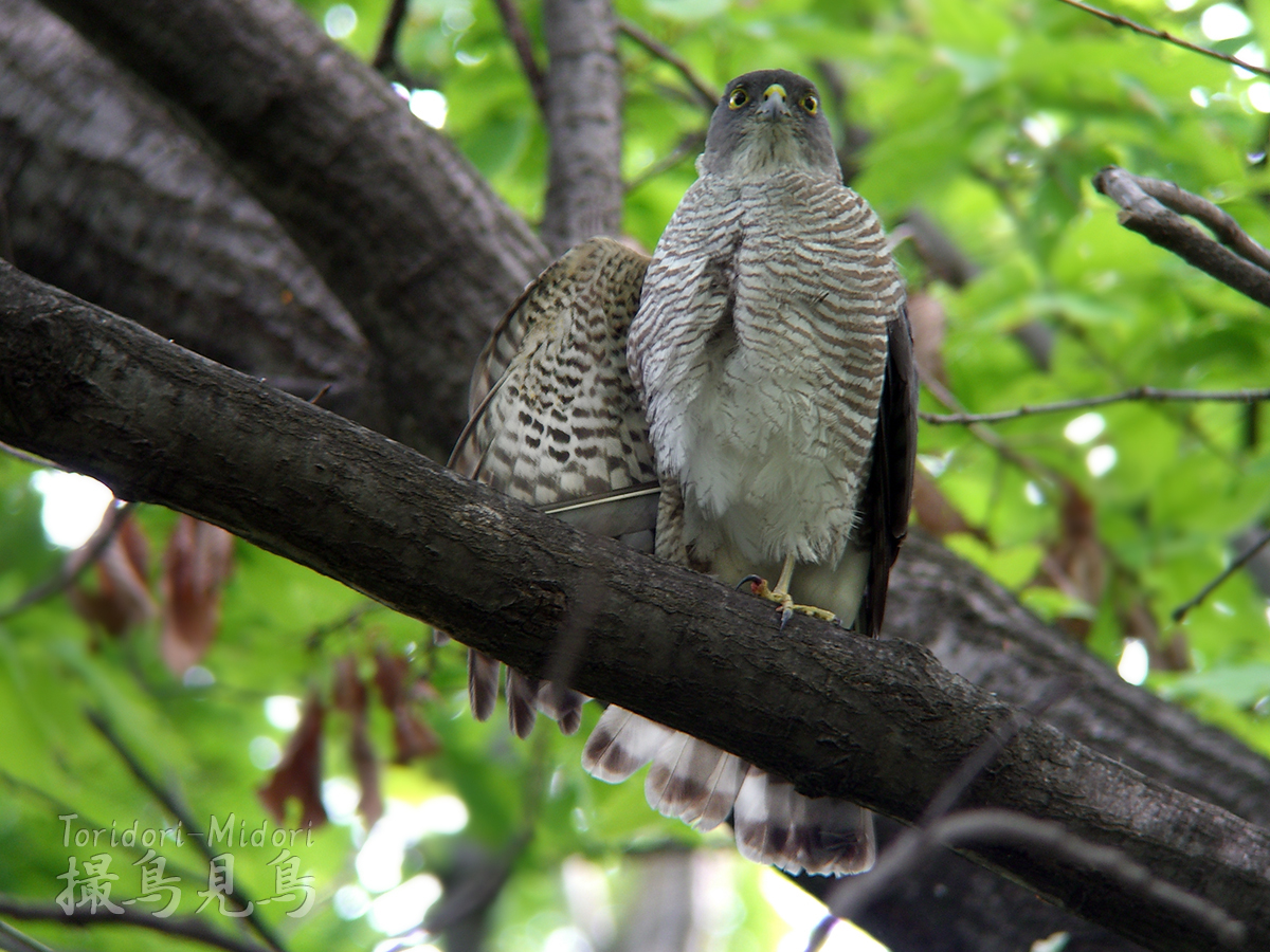 小型の鷹と安全保障 撮鳥見鳥 Toridori Midori その弐