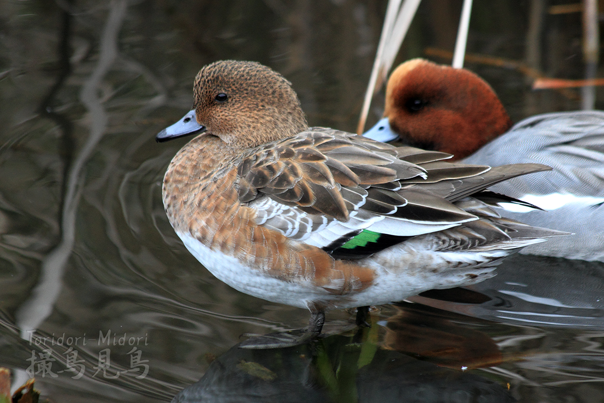 f:id:Tpong:20191113224326j:plain f:id:Tpong:20191113224326j:plain