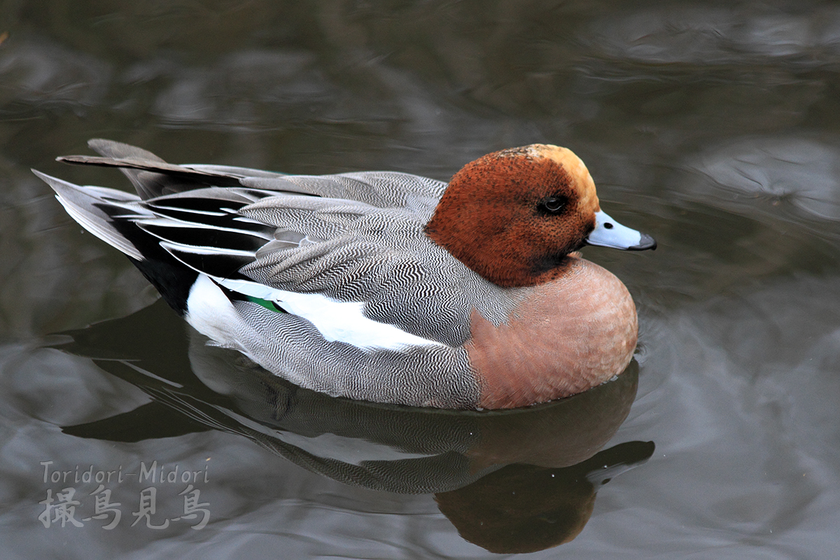 f:id:Tpong:20191113224333j:plain f:id:Tpong:20191113224333j:plain