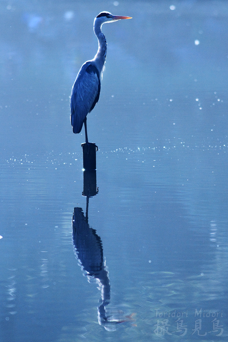 f:id:Tpong:20191125210756j:plain f:id:Tpong:20191125210756j:plain