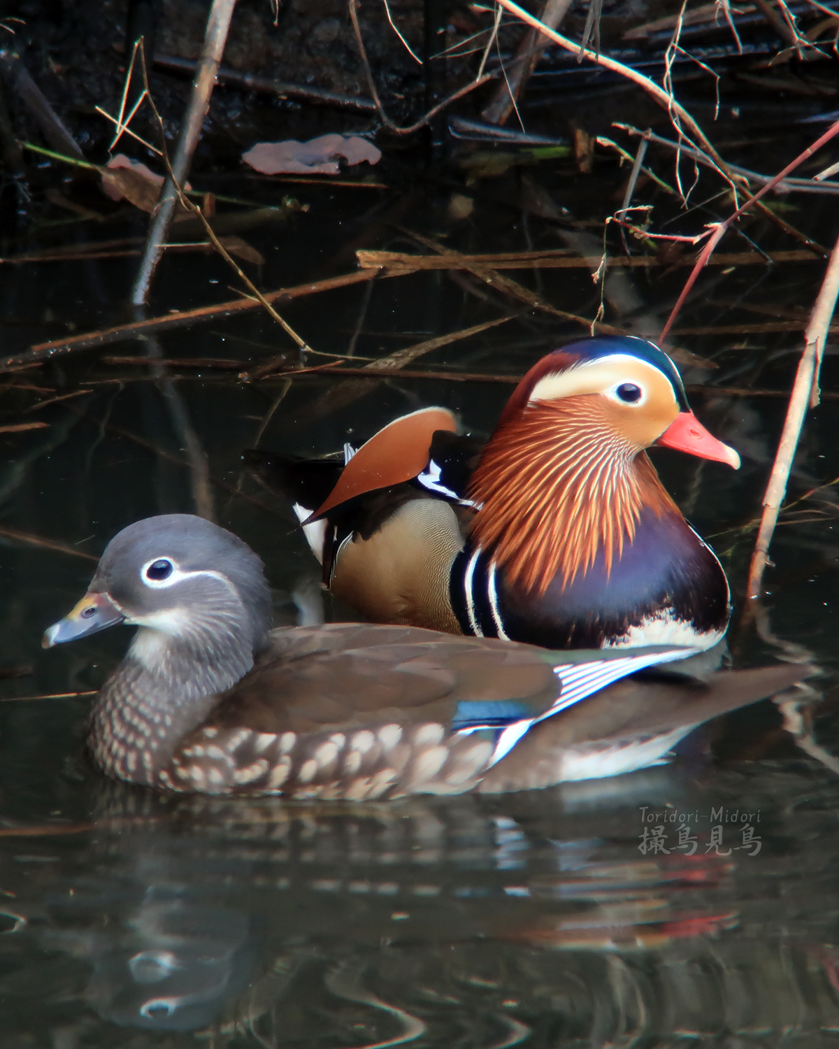 オシドリ今季も飛来 - 撮鳥見鳥 Toridori-Midori その弐