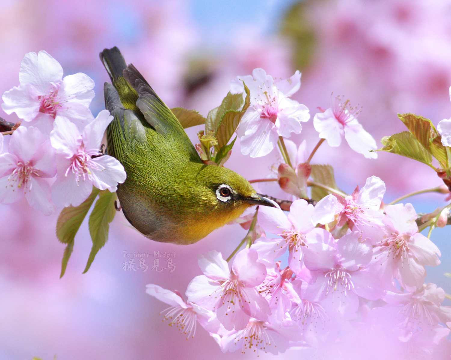 春来る - 撮鳥見鳥 Toridori-Midori その弐