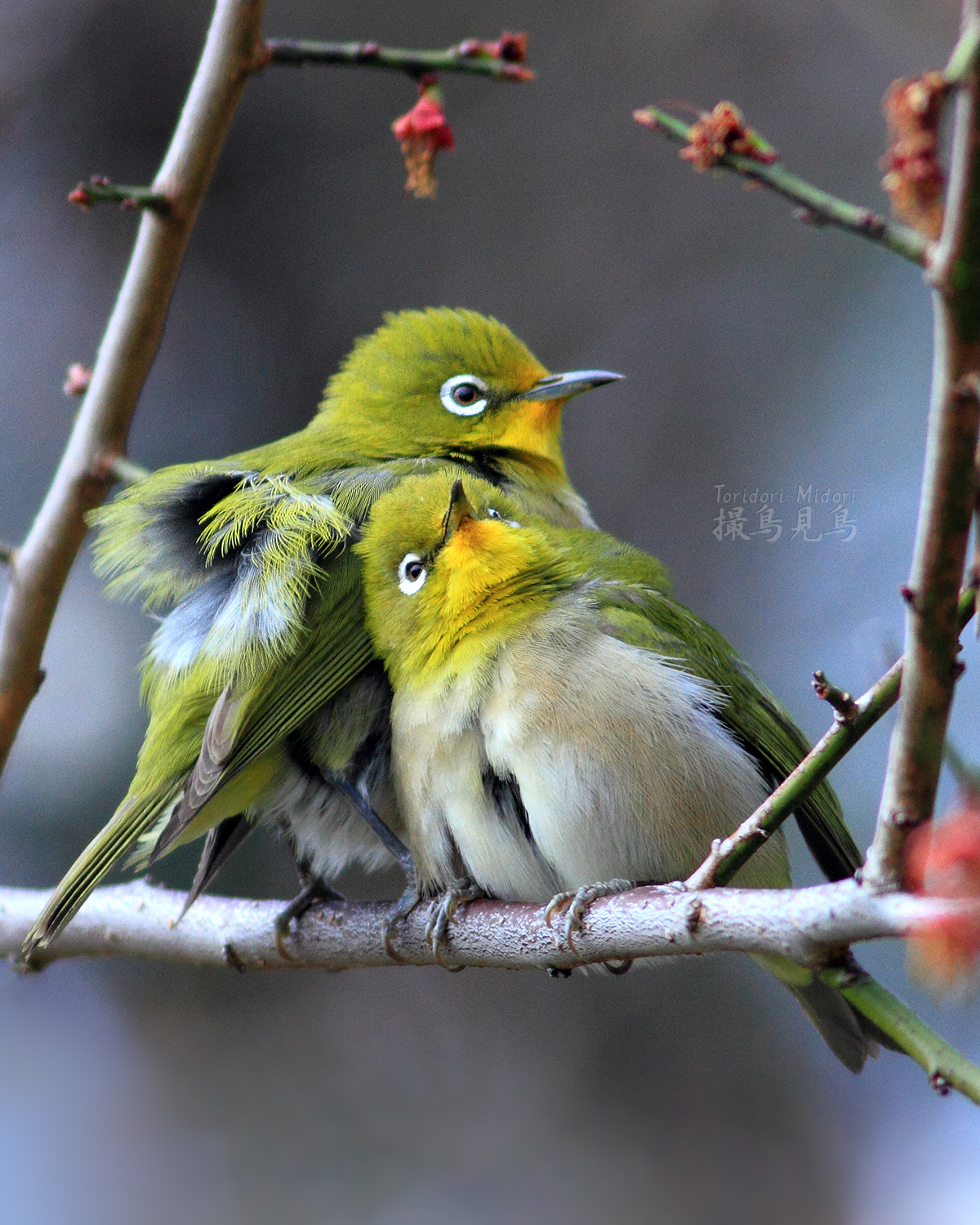 花樹とメジロの季節 その壱 - 撮鳥見鳥 Toridori-Midori その弐