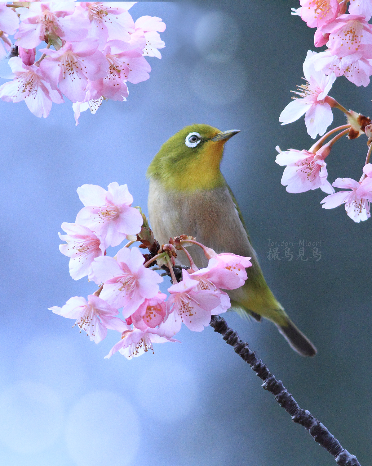 花樹とメジロの季節 その壱 - 撮鳥見鳥 Toridori-Midori その弐