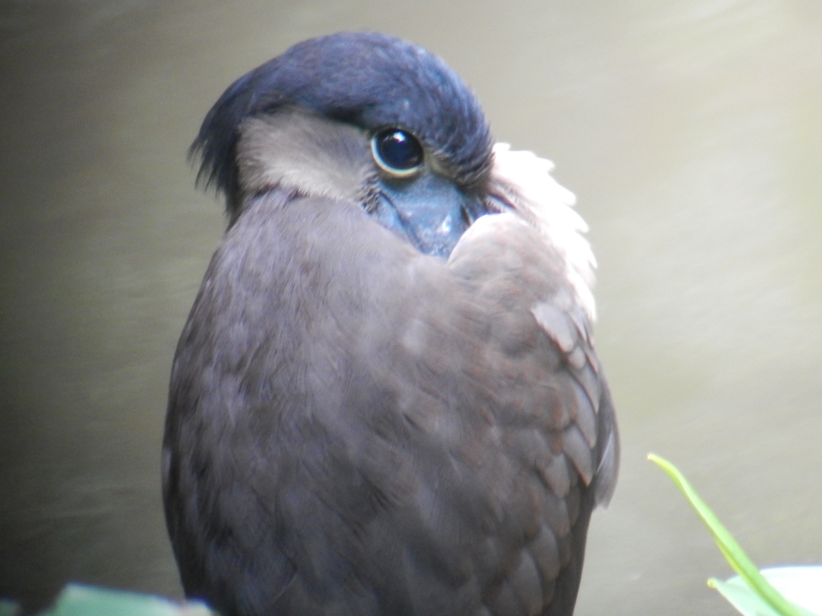 f:id:TraProak:20190508051347j:plain f:id:TraProak:20190508051347j:plain
