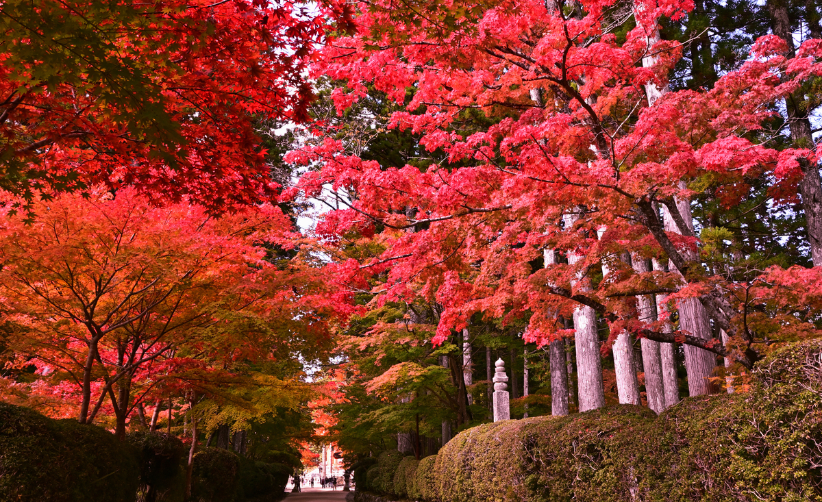 f:id:Travel-info:20201106091451j:plain