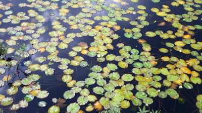f:id:Treefrog:20090905102102j:image f:id:Treefrog:20090905102102j:image